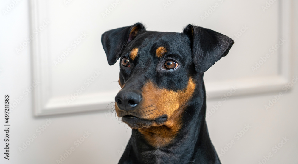 Portrait of cute adorable dog at home. Pet at Home, German pinscher