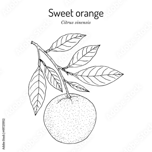 Sweet orange branch citrus sinensis , edible and medicinal plant
