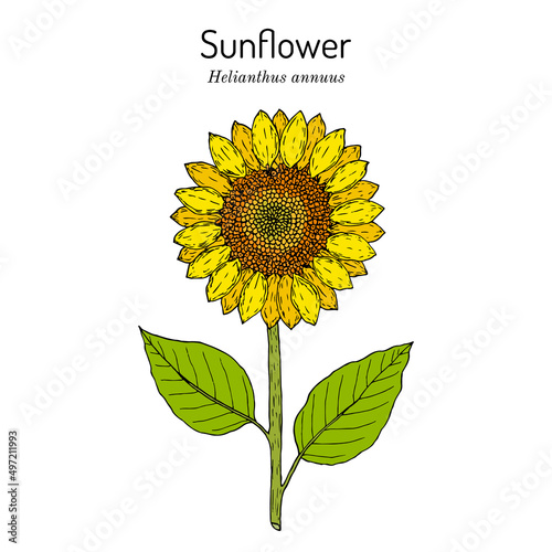 Sunflower Helianthus annuus . Hand drawn botanical vector illustration