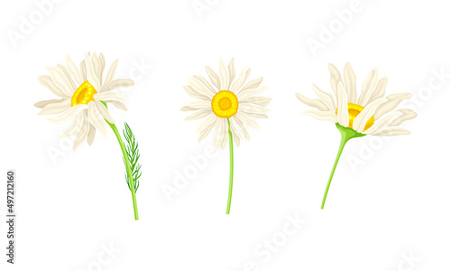 Blooming chamomile flowers on stem with leaves set. Pharmaceutical homeopathy herbal plant cartoon vector illustration