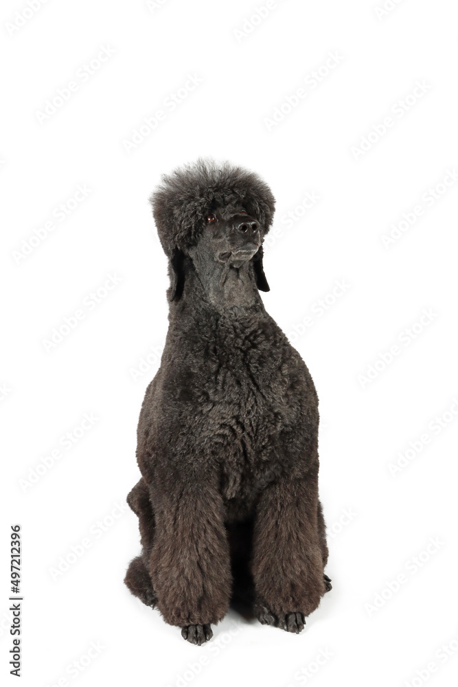 black royal poodle isolated on white black royal poodle isolated on white