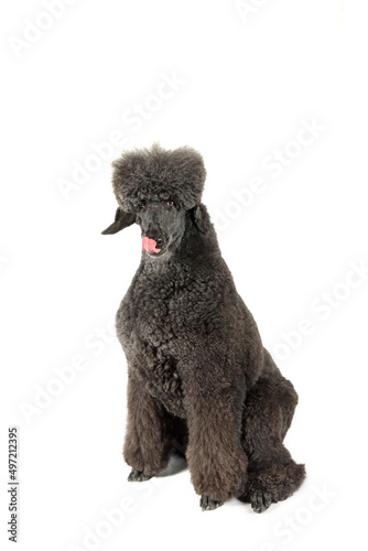 Canvas Print black royal poodle who licking lips isolated on white background