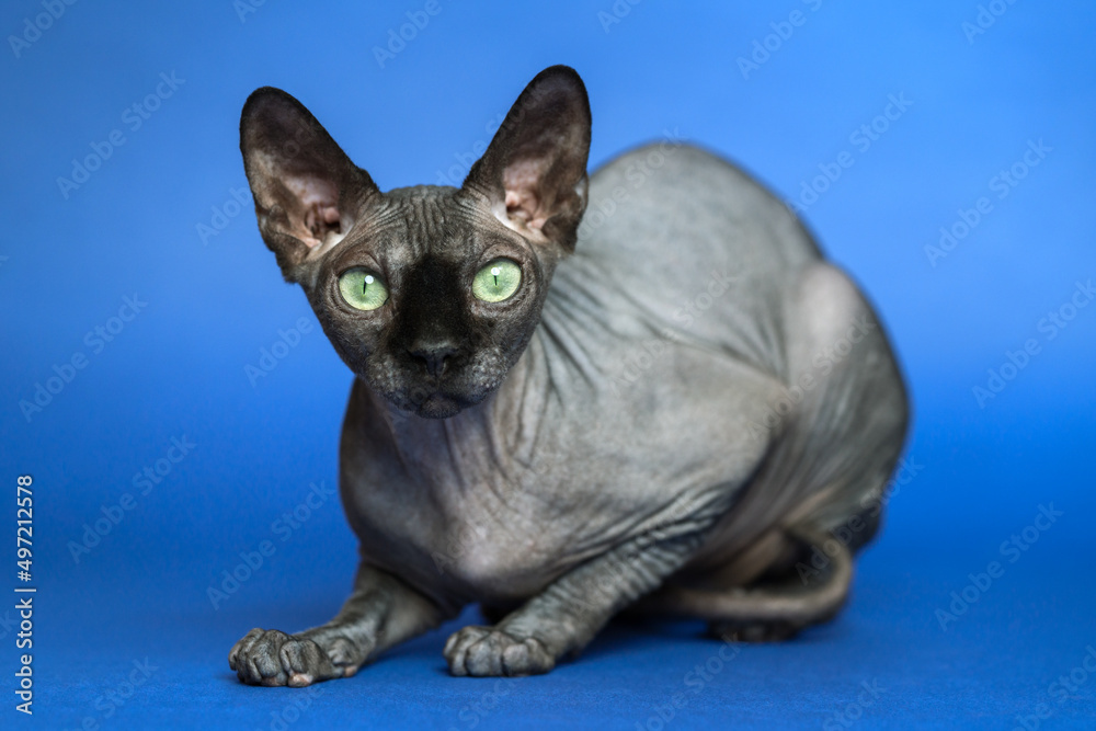Portrait of Canadian Sphynx Cat lying down and looking at camera. Hairless domestic animal on blue background.