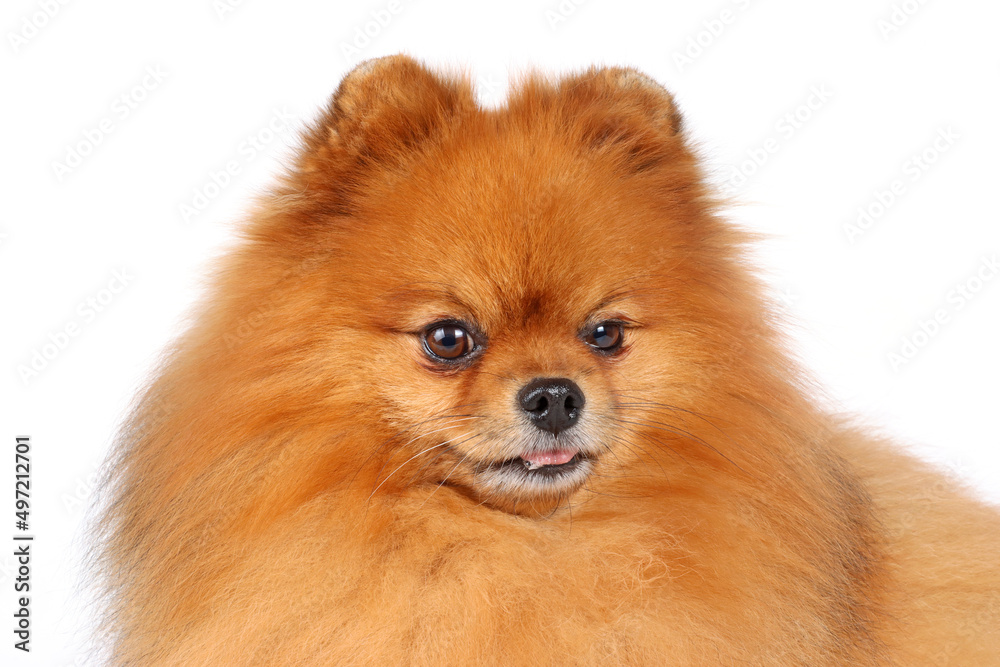 pomeranian dog portrait