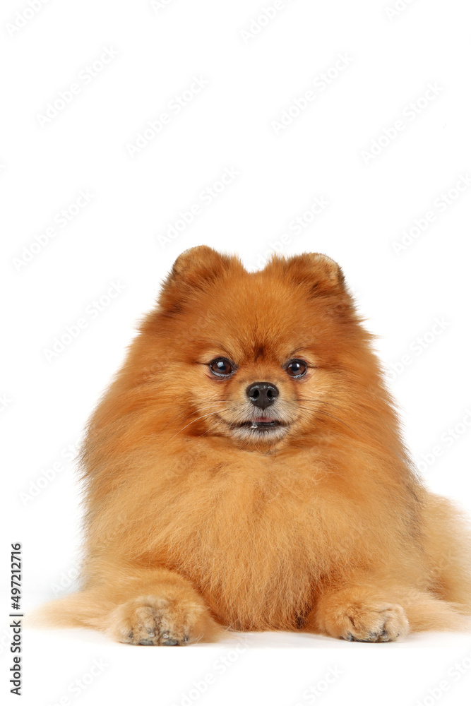 pomeranian dog isolated on white pomeranian dog isolated on white