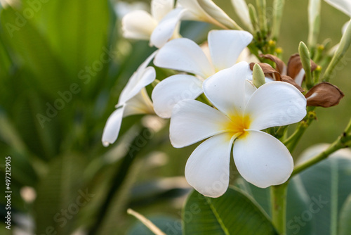 The white frangipani flowers against the backdrop of the sunset reflect the light against the grass, giving the background and the grass a yellow tint. © amornchai