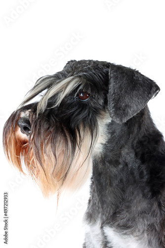 portrait of a miniature schnauzer dog dog