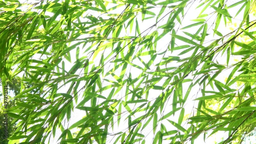 Close up shot of bamboo leaves swaying in wind. Glowing green wood in sunlight. 4K