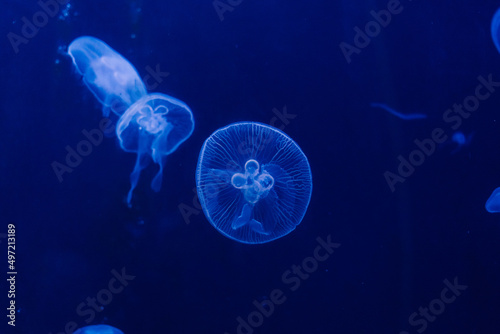 Fototapeta Naklejka Na Ścianę i Meble -  Group of light blue jellyfish swiming in aquarium