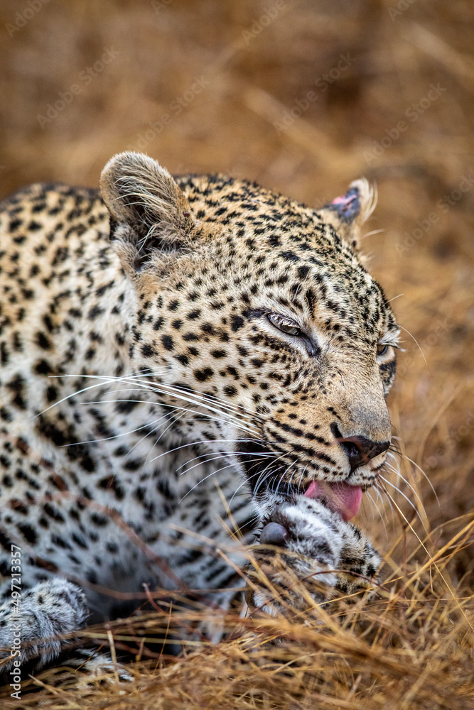 Close up of a female Leopard in the Kruger. Close up of a female Leopard in the Kruger.