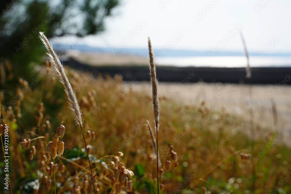 Fototapeta premium 夕暮れ時の海辺の植物 