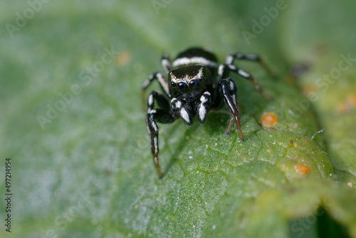 Jumping spider (Heliophanus apiatus) on a leaf