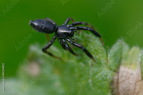 Ground spider (Setaphis carmeli) on a leaf
