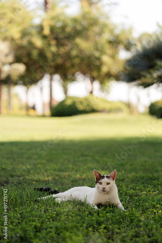 Cute white cat enjoying her lazy summer day chilling in the shadow  on the juicy grass