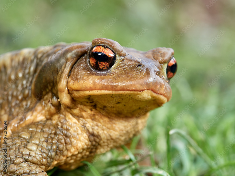 Obraz premium Big common toad on a grass. Bufo spinosus. 