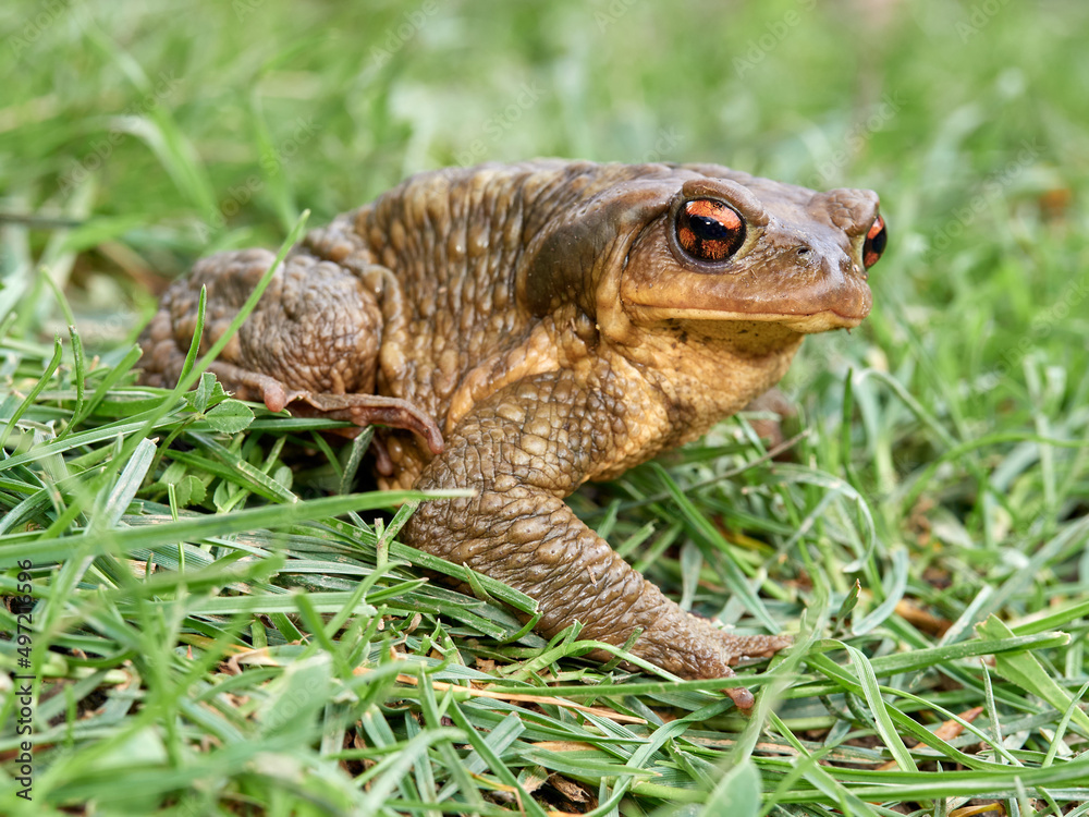 Big common toad on a grass. Bufo spinosus. Big common toad on a grass. Bufo spinosus.