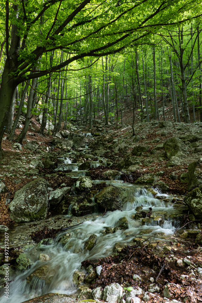 Obraz premium A beautiful river flowing through a forest in spring landscape. Amazing places around the world in the heart of the mountains.