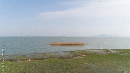 reed at lake tai under blue sky in  spring photo