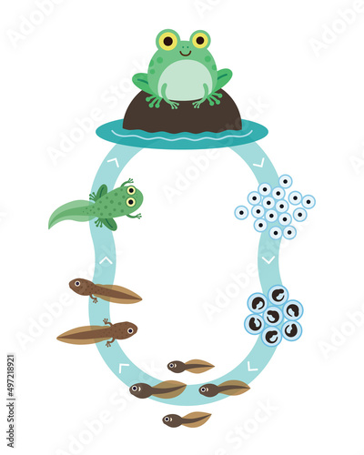 Frog Metamorphosis