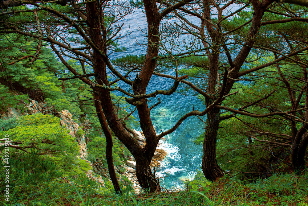 Fototapeta premium beautiful view of the sea, rocks and hanging trees, beautiful sky. beautiful view of nature.
