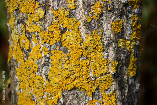 Common orange lichen