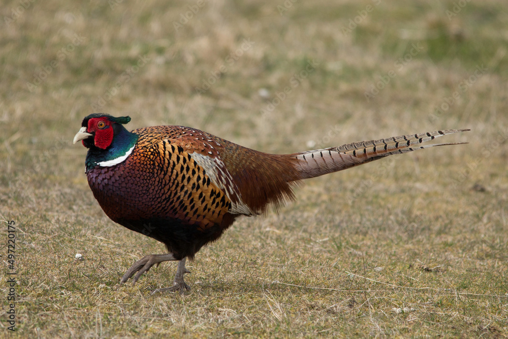 Fototapeta premium Fasanenhahn