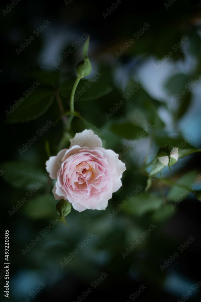 Garden roses, pretty roses, camellias, winter flowers with their petals aligned like a princess skirt. There are many colors from white, pink to irresistible crimson. Garden roses, pretty roses, camellias, winter flowers with their petals aligned like a princess skirt. There are many colors from white, pink to irresistible crimson.