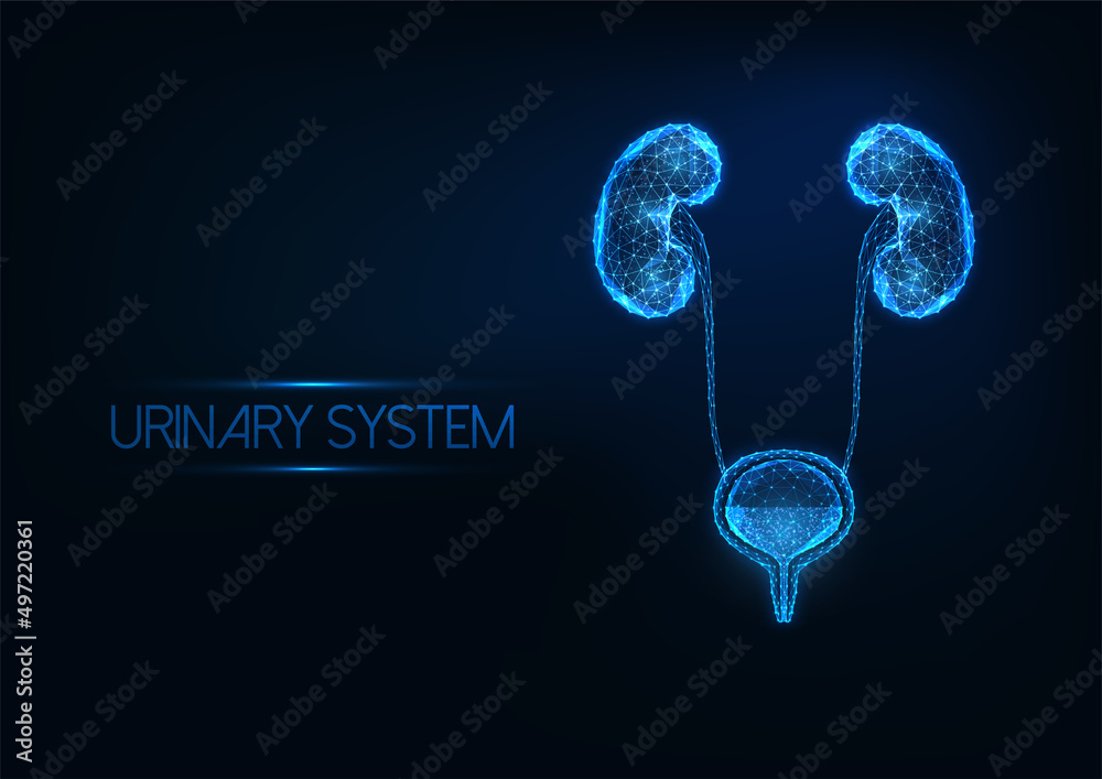 Futuristic human urinary system concept with glowing low polygonal kidneys and bladder on dark blue - obrazy, fototapety, plakaty 