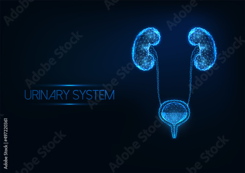 Futuristic human urinary system concept with glowing low polygonal kidneys and bladder on dark blue