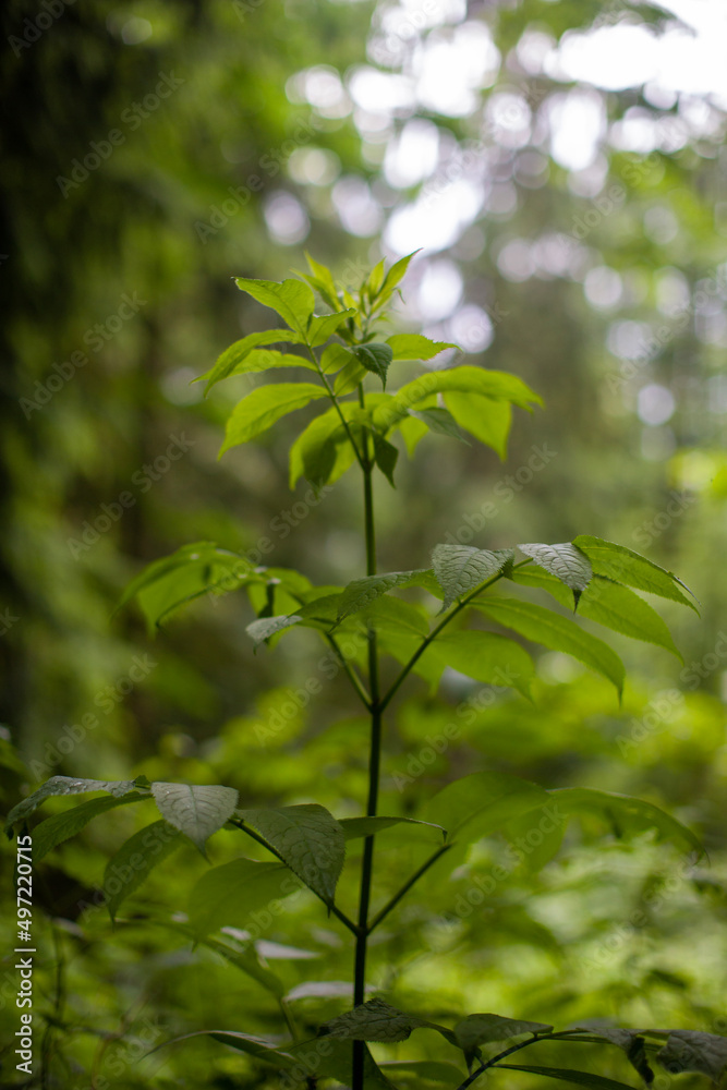 green leaves in the forest green leaves in the forest