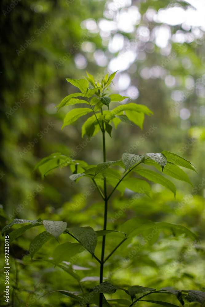 green leaves in the forest