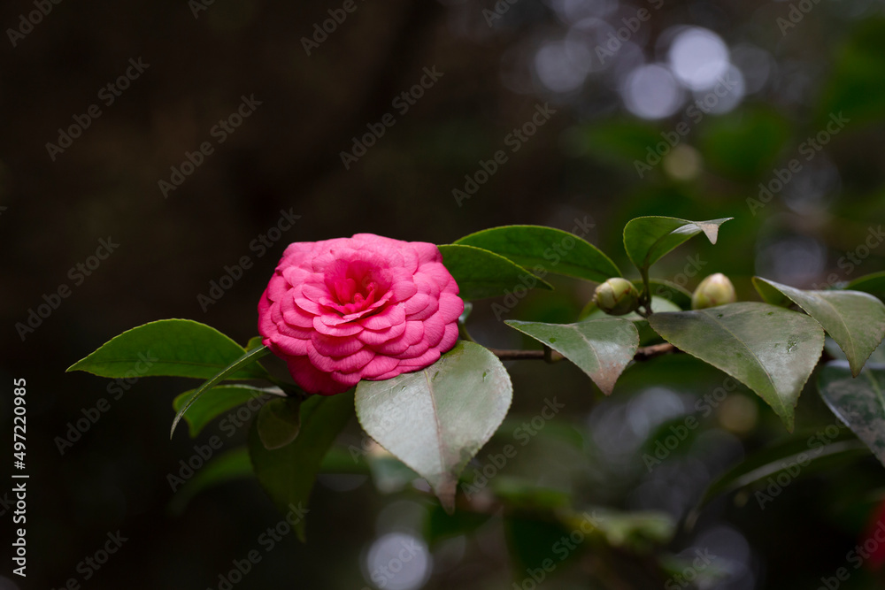 Beautiful red camellia flower on a branch in the garden, natural spring flower background