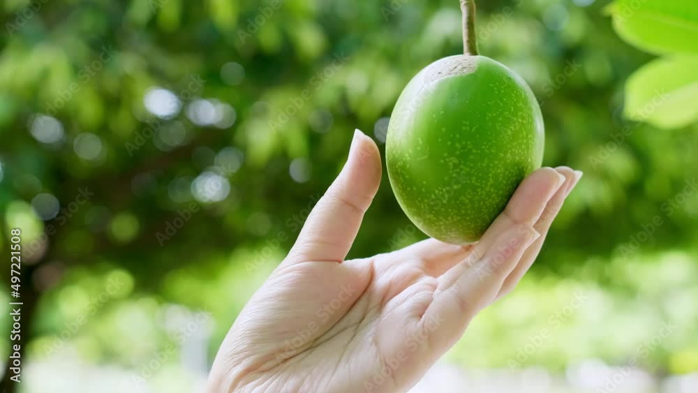 Human hand holding fruit in the garden, vegetarians fruit on the nature of the theme. Selective focus Human hand holding fruit in the garden, vegetarians fruit on the nature of the theme. Selective focus