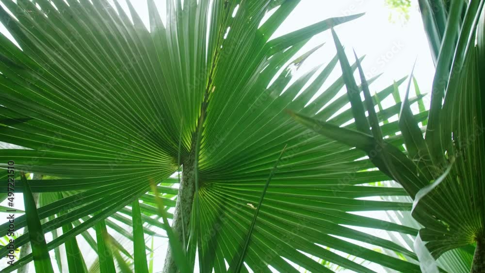 Tropical palm leaf swaying in the wind with daylight, Summer background, slow motion. Tropical palm leaf swaying in the wind with daylight, Summer background, slow motion.