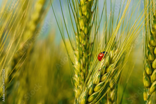ladybug on young green wheat sprout, agricultural field, bright spring landscape on a sunny day, blue sky as background
