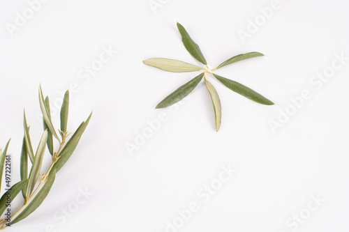 Ramas y hojas de olivo con peque  os brotes  sobre fondo blanco