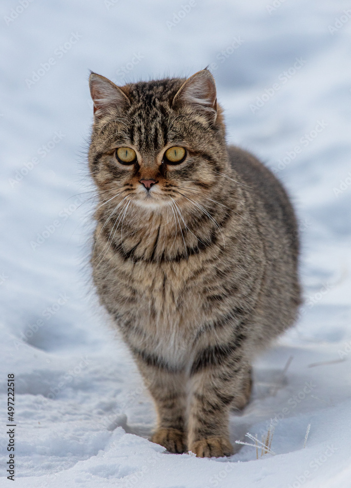 Portrait of a cat in the snow