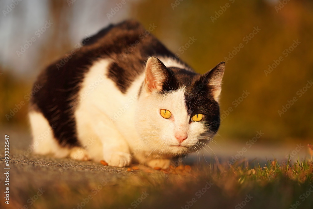 Portrait of a beautiful black and white cat in the evening lůight. Portrait of a beautiful black and white cat in the evening lůight.