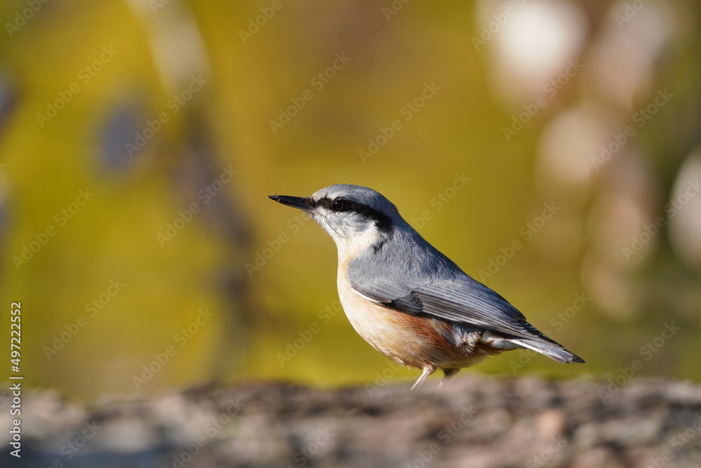 Portrait of a eurasian nuthatch (Sitta europaea). Nuthatch in the nature habitat. Wildlife scene from forest.