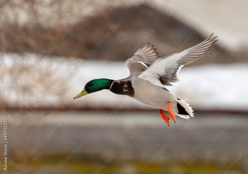 Duck in flight in nature in winter. Duck in flight in nature in winter.