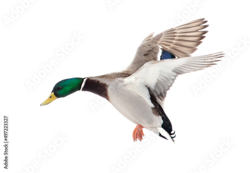 Duck in flight isolated on white