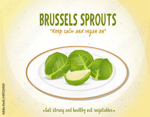 Brussels sprouts vegetable vector illustration