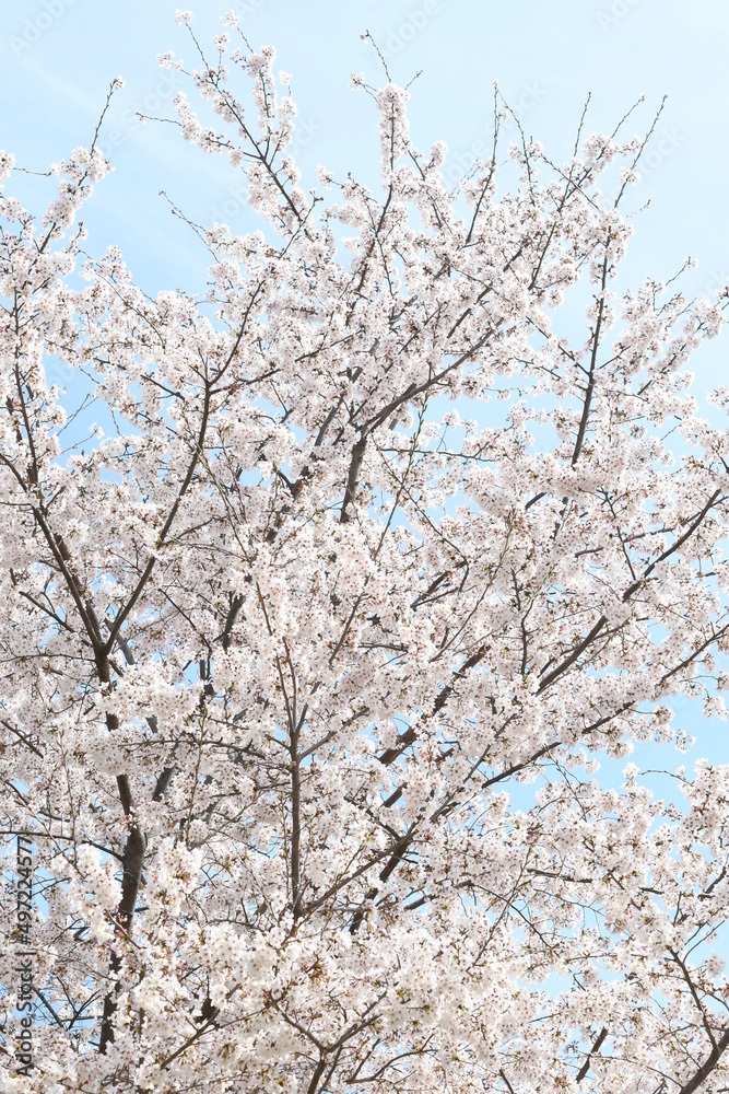満開の桜の花 満開の桜の花