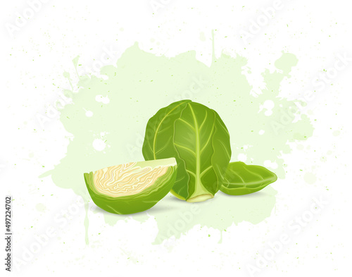 Brussels sprouts vegetable with half piece of  brussels sprouts vector illustration