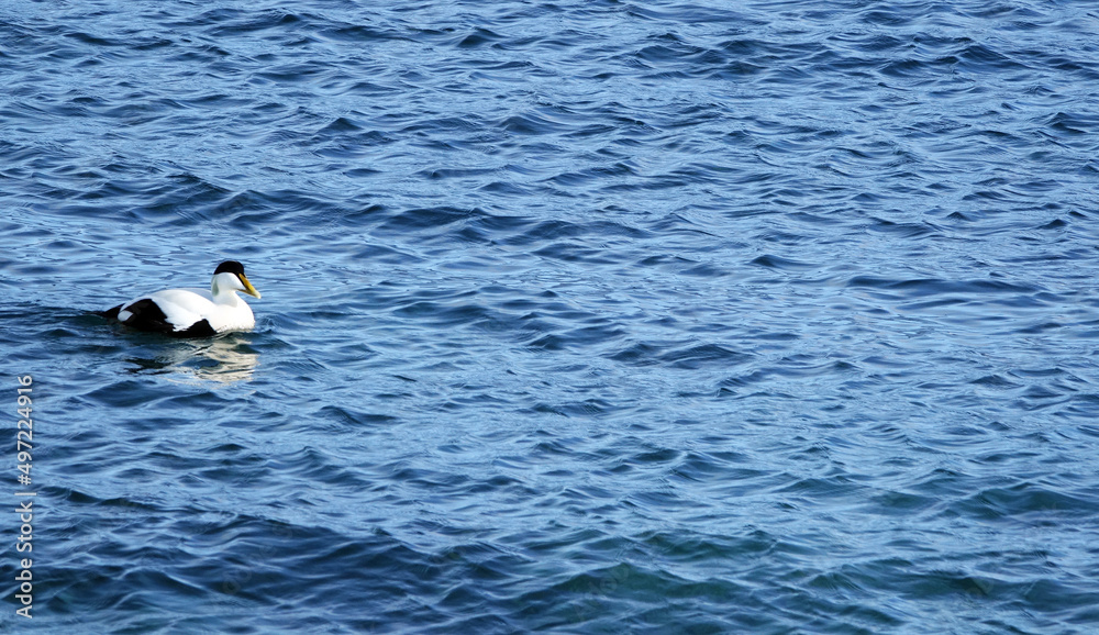 Eider Duck in wintertime in Ithe Westfjorden of Iceland Eider Duck in wintertime in Ithe Westfjorden of Iceland
