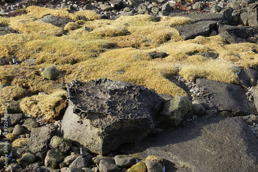 Moss on the stones of Iceland in the Westfjorden Moss on the stones of Iceland in the Westfjorden