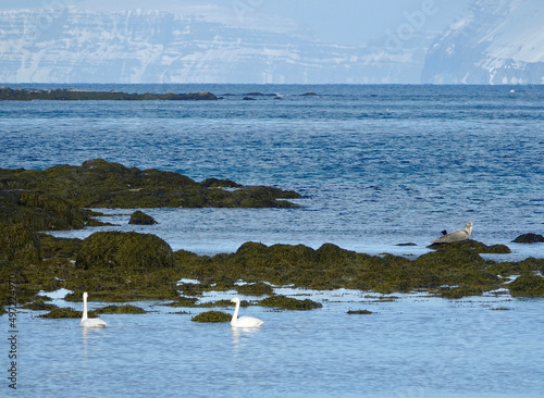 Swans and seals in the Westfjorden of Iceland