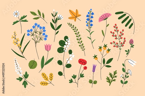 Abstract wild flowers, leaf. Modern botanical set with floral plants, spring blooms, fall leaves. Florists design elements, wildflowers, berries, foliage. Isolated colored flat vector illustrations