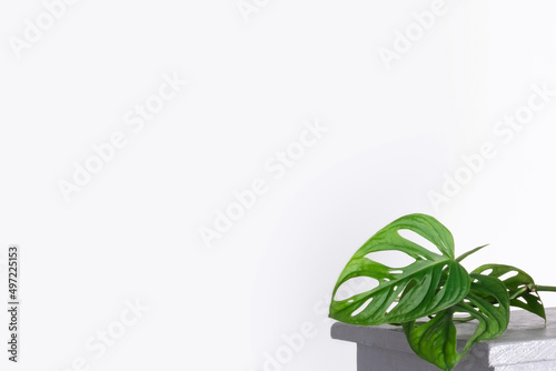 Monstera Monkey Mask or Obliqua or Adansonii leaves. Home plants in white pot. Minimalism and scandi style concept, urban jungle and garden room. White and grey background.