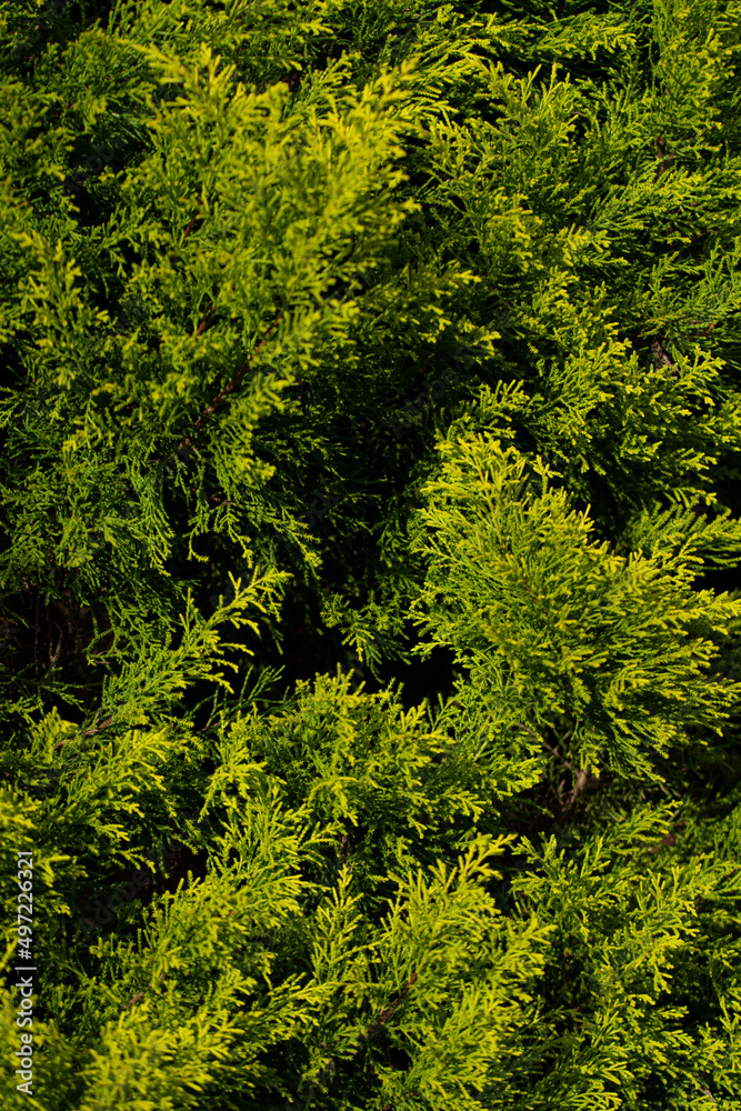beautiful background in the form of a bright green tree beautiful background in the form of a bright green tree